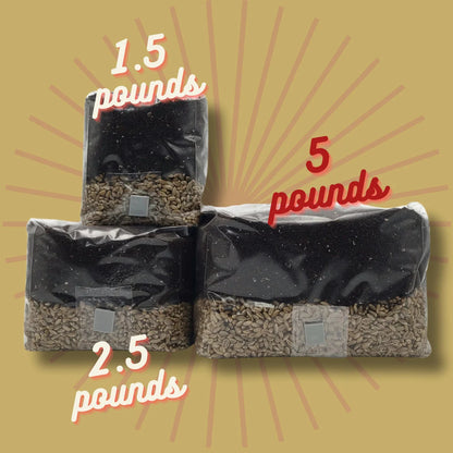 5 LB Sterile Mushroom Grow Bag - All in One Grow Kit - MAGIC!!