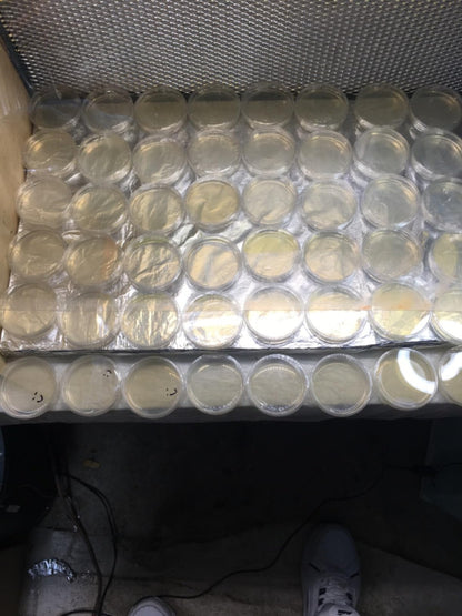 400Pcs Sterile Plastic Petri Dishes W/ Lids 60Mm Diax15Mm Deep Clear Culture Lab