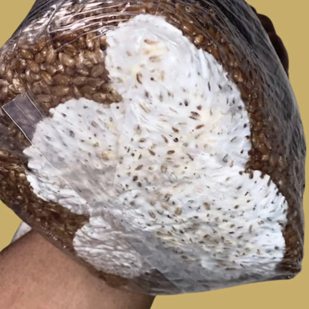 5 LB Sterile Mushroom Grow Bag - All in One Grow Kit - MAGIC!!