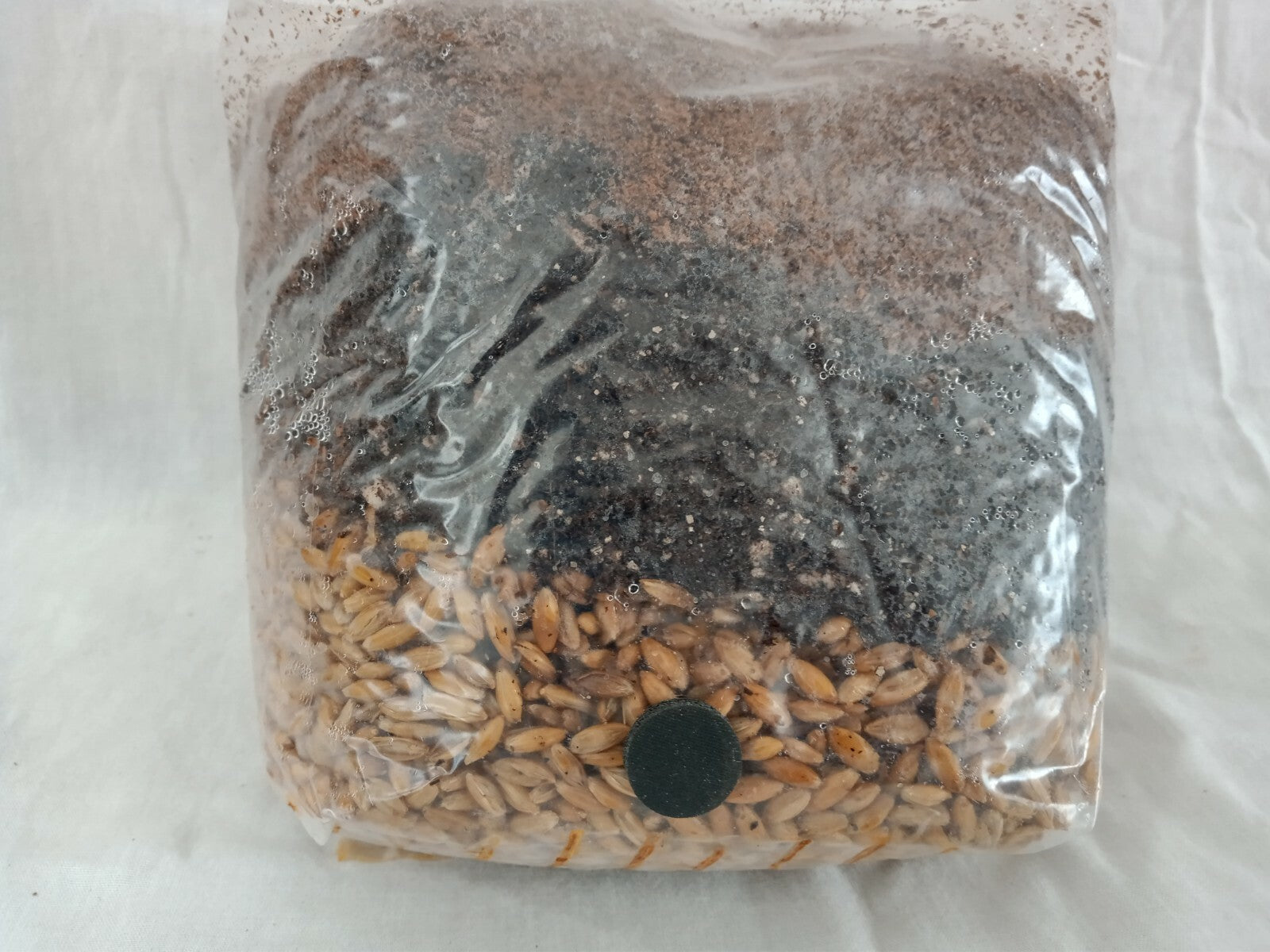 All in One Mushroom Grow Bag Sterilized 3.5 Lb GROWING BIO-BAG KIT FAST SHIP [A]