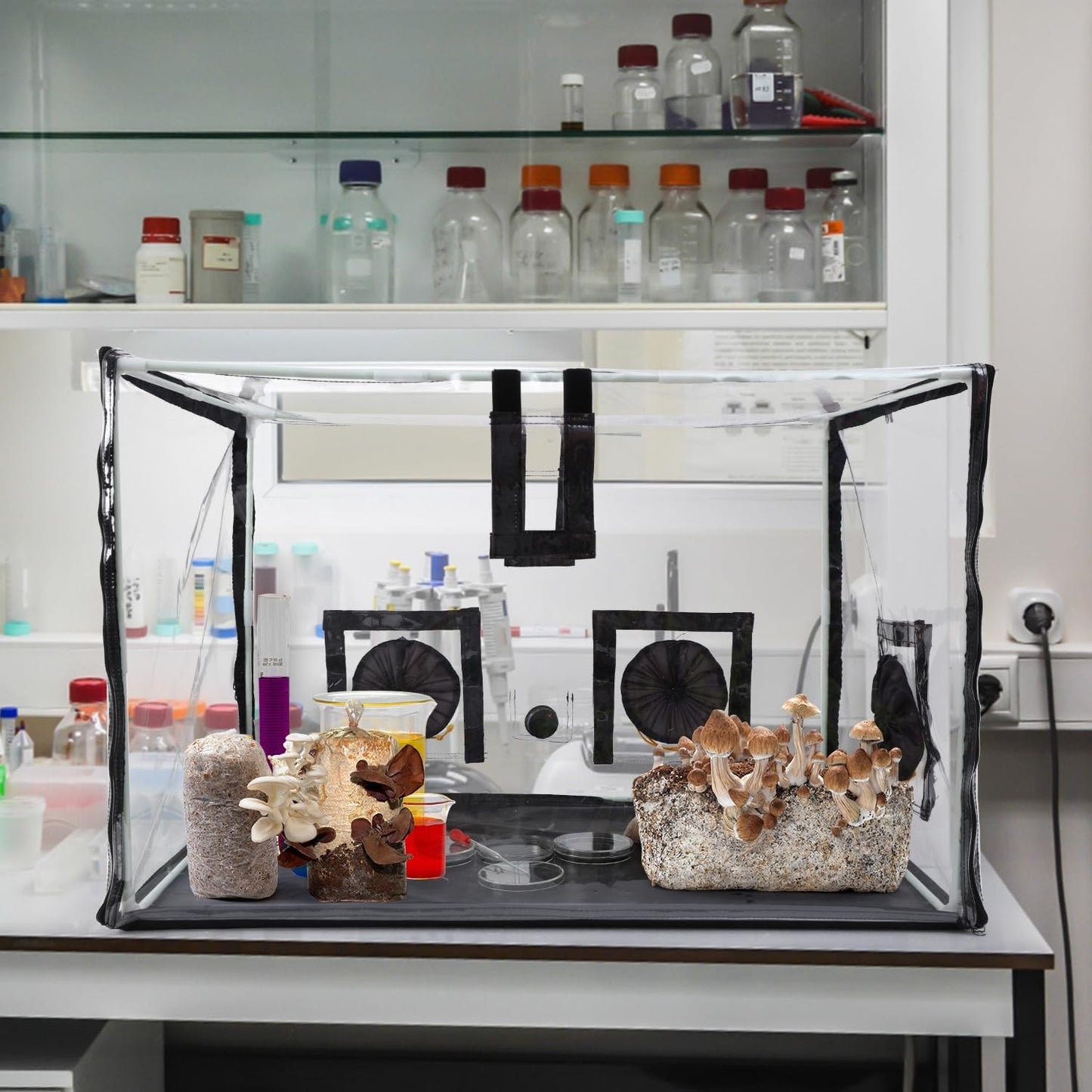 Large Still Air Box Mushroom Mycology Fume Hood Propagation Stationsgrow Kit Mus