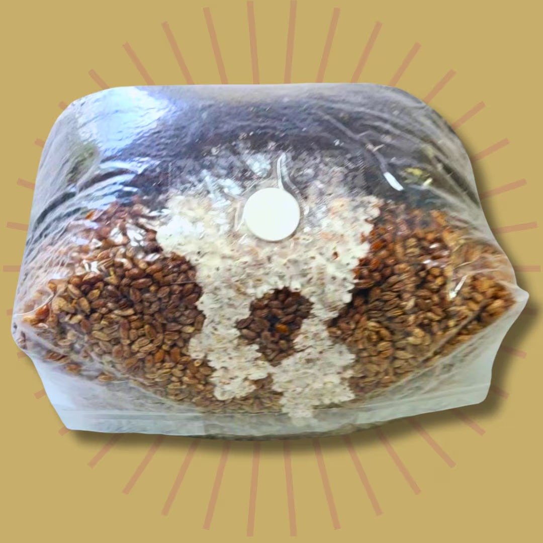 5 LB Sterile Mushroom Grow Bag - All in One Grow Kit - MAGIC!!